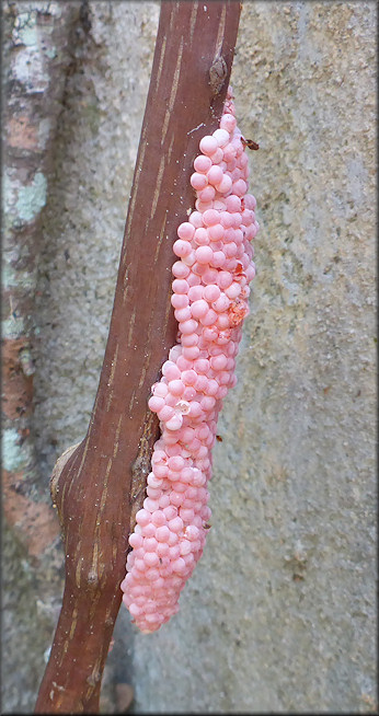 Pomacea canaliculata (Lamarck, 1822) eggs