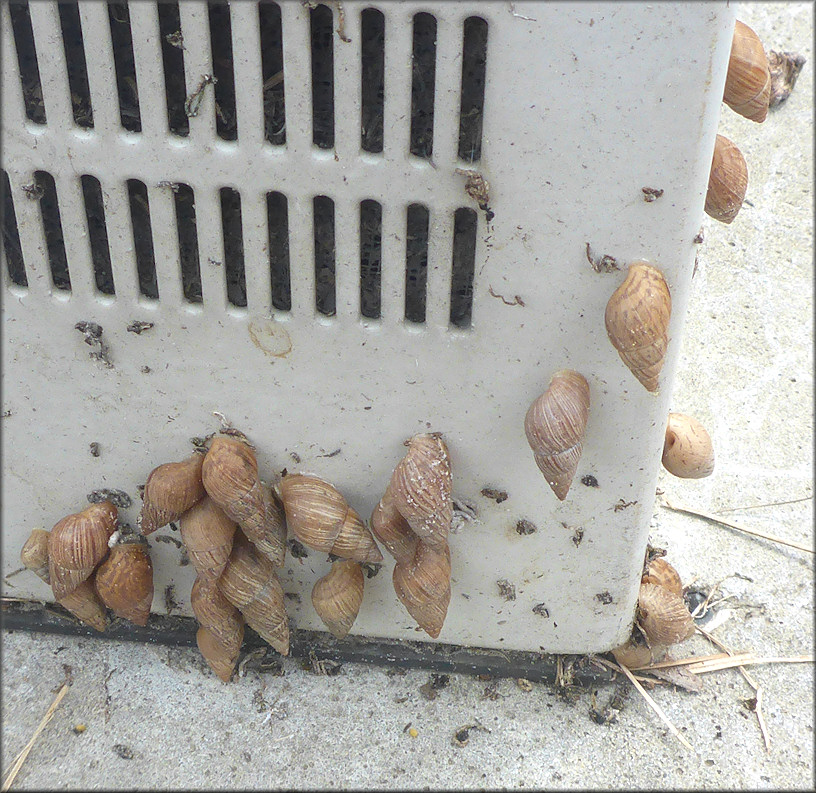 Bulimulus sporadicus On Greenland Road Near the Florida East Coast Railroad Crossing