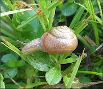 Bradybaena similaris (Férussac, 1821)