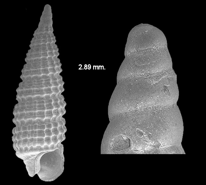 Cerithiopsis dominguezi Roln and Espinosa, 1996