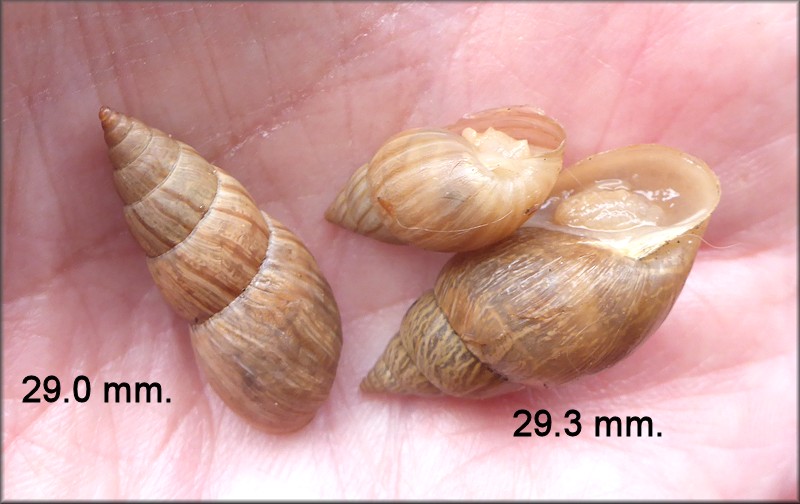 Bulimulus sporadicus At 2367 Glenn Gardner Drive