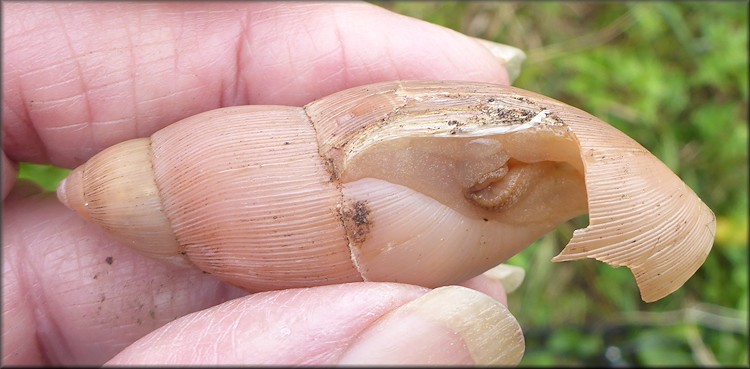 Euglandina rosea (Frussac, 1821) Damaged Shell