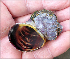 Pomacea diffusa Blume, 1957 Spiketop Applesnail In Duval County, Florida