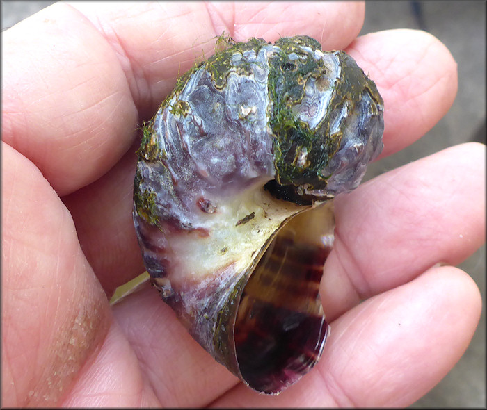 Pomacea diffusa Blume, 1957 Spiketop Applesnail