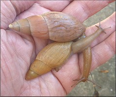 Euglandina rosea (Frussac, 1821)