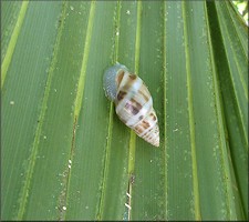 Drymaeus dormani (W. G. Binney, 1857) Manatee Treesnail In Situ