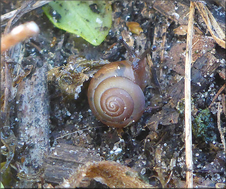 Praticolella jejuna (Say, 1821) Florida Scrubsnail In Situ