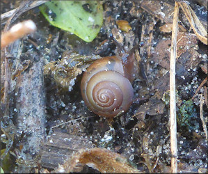 Praticolella jejuna (Say, 1821) Florida Scrubsnail In Situ