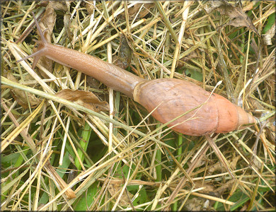 Euglandina rosea (Frussac, 1821) Rosy Wolfsnail In Situ