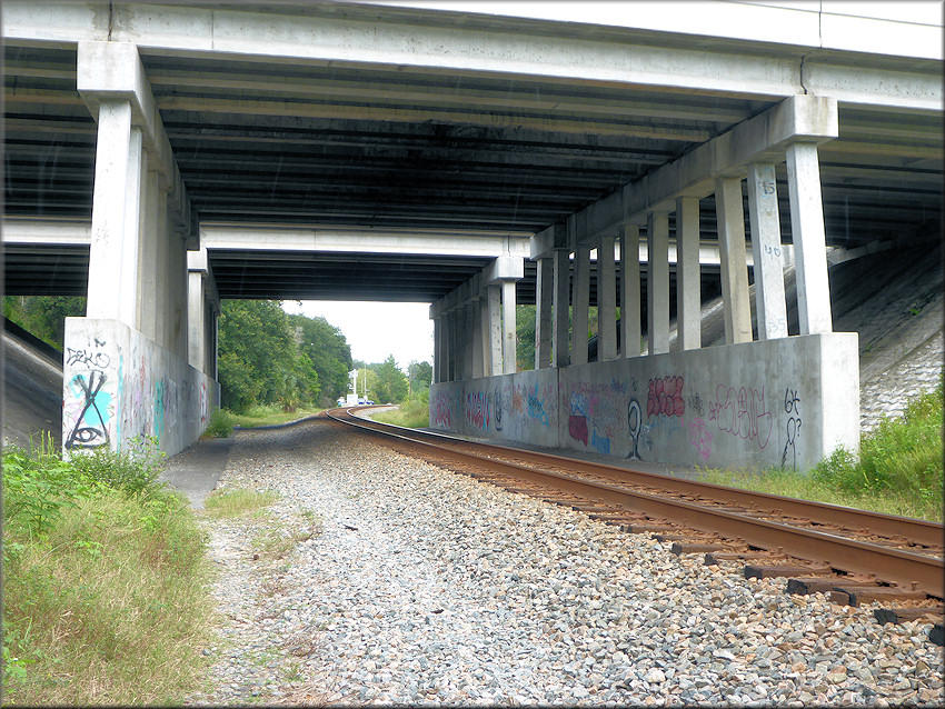 Bulimulus sporadicus Habitat At The Interstate 295 Overpass Just South Of Collins Road