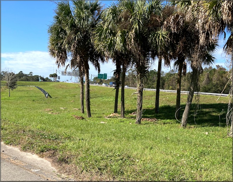 Bulimulus sporadicus Along The Entrance Ramp To Eastbound Interstate 295 From Philips Highway