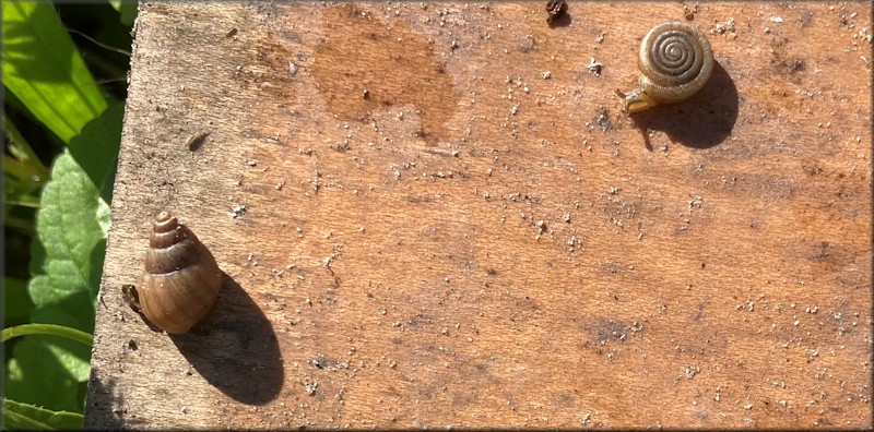 Bulimulus sporadicus Along The Entrance Ramp To Eastbound Interstate 295 From Philips Highway