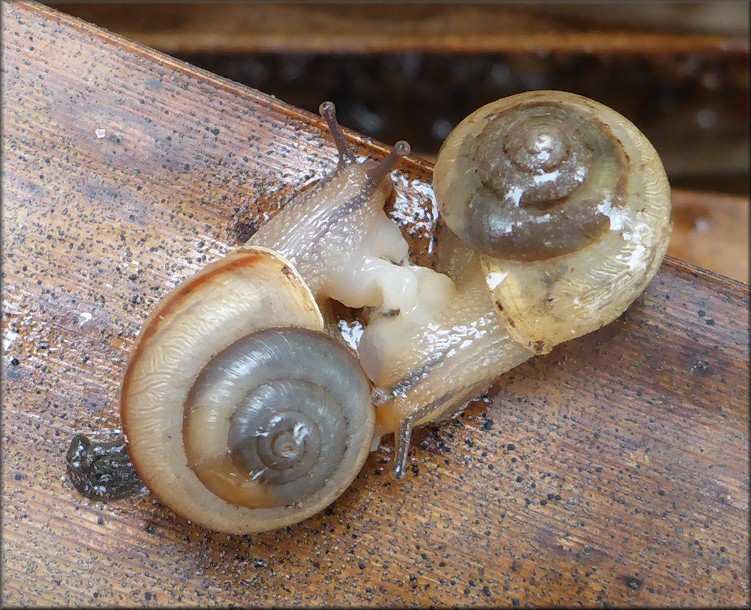 Bradybaena similaris (Frussac, 1821) Mating