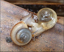 Bradybaena similaris (Frussac, 1821) Mating