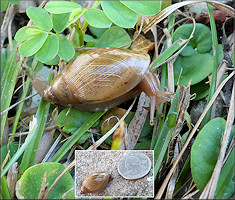 Euglandina rosea (Frussac, 1821) Juvenile