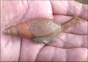 Euglandina rosea (Frussac, 1821) Rosy Wolfsnail