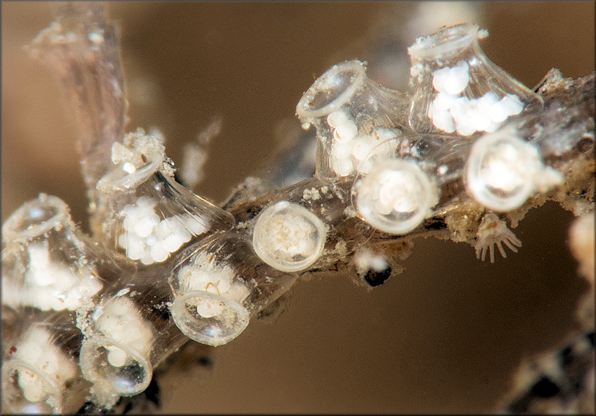  Probable Costoanachis sparsa Egg Clutches