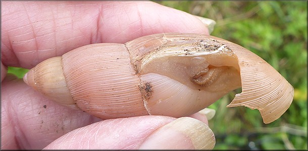 Euglandina rosea (Frussac, 1821) Damaged Shell