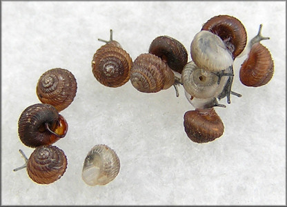 Strobilops texasianus Pilsbry and Ferriss, 1906 Southern Pinecone