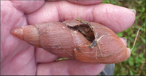Euglandina rosea (Frussac, 1821) Damaged Shell