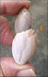 Euglandina rosea (Frussac, 1821) Damaged Shell