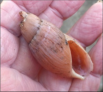 Euglandina rosea (Frussac, 1821) Predation By Probable Mammal