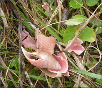 Euglandina rosea (Férussac, 1821) Predator Damage
