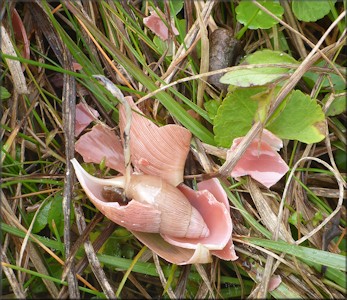 Euglandina rosea (Frussac, 1821) Predator Damage