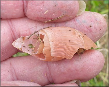 Euglandina rosea (Férussac, 1821) Damaged Shell