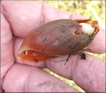 Euglandina rosea (Frussac, 1821) Damaged Shell