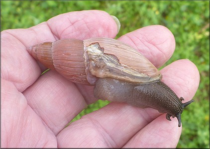 Euglandina rosea (Frussac, 1821) Damaged Shell