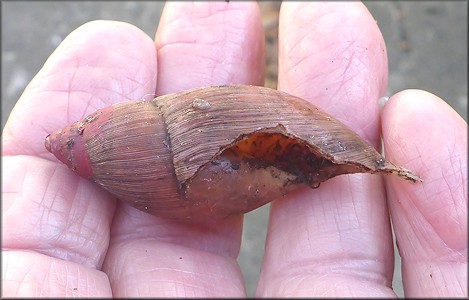 Euglandina rosea (Frussac, 1821) Predation By Mammal