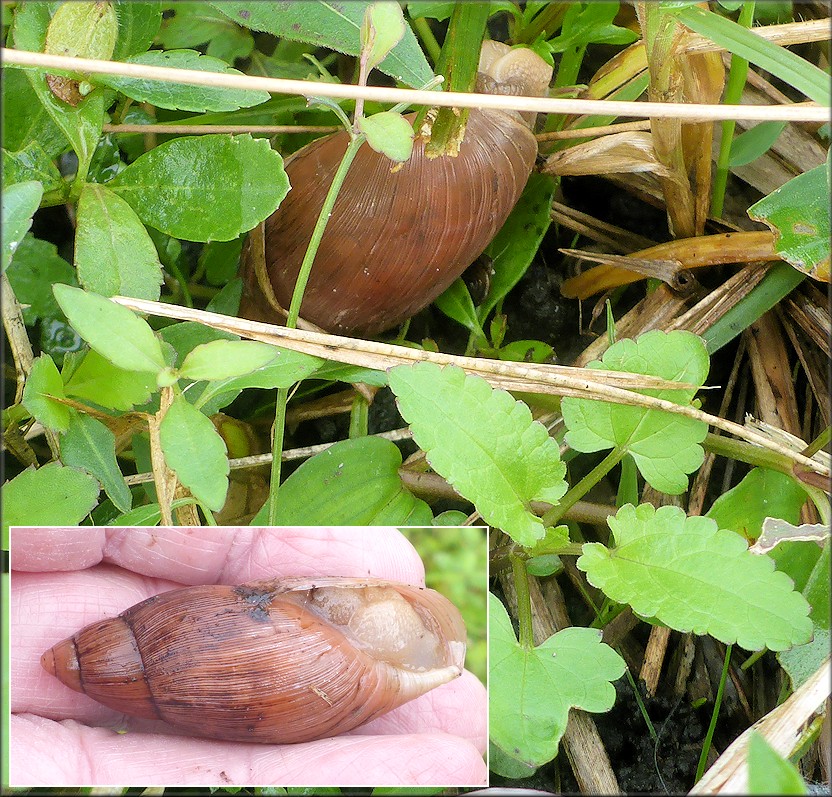 Euglandina rosea (Frussac, 1821) Rosy Wolfsnail In Situ