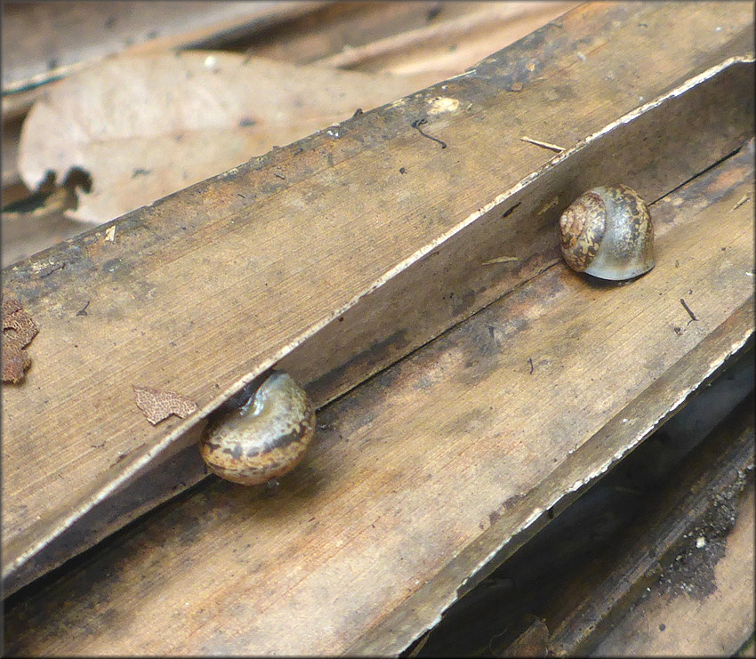 Helicina (Olygyra) orbiculata (Say, 1818) Globular Drop In Situ