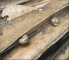 Helicina (Olygyra) orbiculata (Say, 1818) Globular Drop In Situ