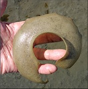 Neverita duplicata (Say, 1822) Shark Eye Large Sand Egg Collar