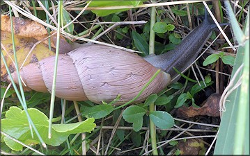 Euglandina rosea (Frussac, 1821) Rosy Wolfsnail In Situ