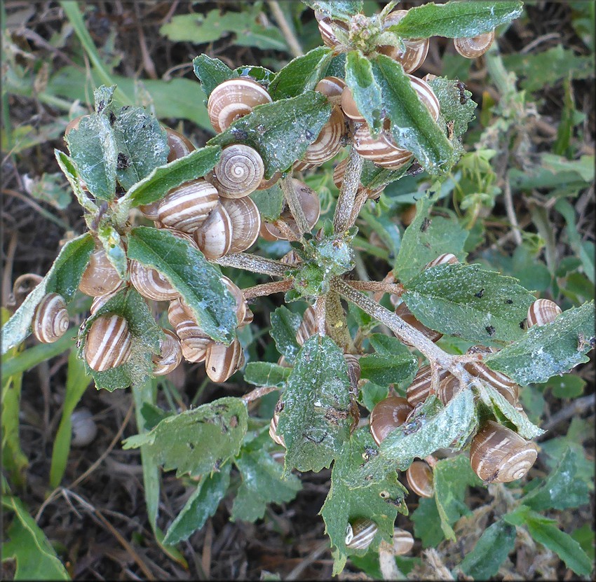 Praticolella griseola (L. Pfeiffer, 1841) Vagrant Scrubsnail In Situ