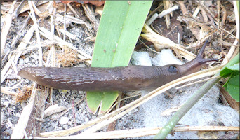 Deroceras laeve (Mller, 1774) Meadow Slug