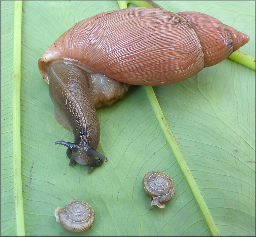 Euglandina rosea (Frussac, 1821) Rosy Wolfsnail