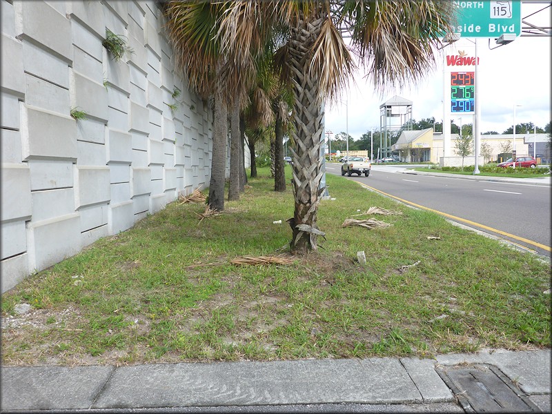 Bulimulus sporadicus At Intersection Of Beach And Southside Boulevards