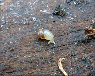 Subulina octona (Bruguire, 1792) Miniature Awlsnail Juvenile In Situ