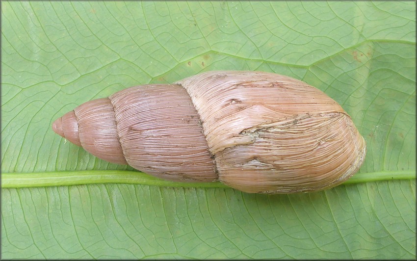 Euglandina rosea (Férussac, 1821) Rosy Wolfsnail