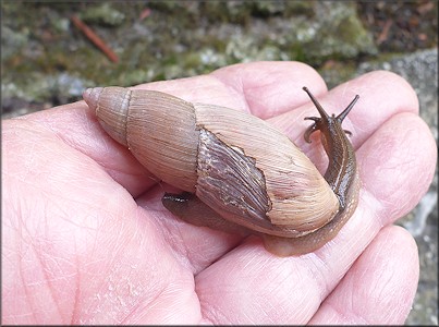 Euglandina rosea (Frussac, 1821) Predator Damage