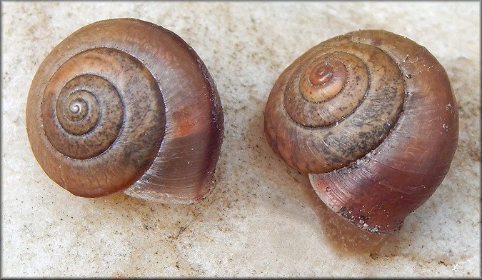 Bradybaena similaris (Frussac, 1821) Asian Tramp Snail