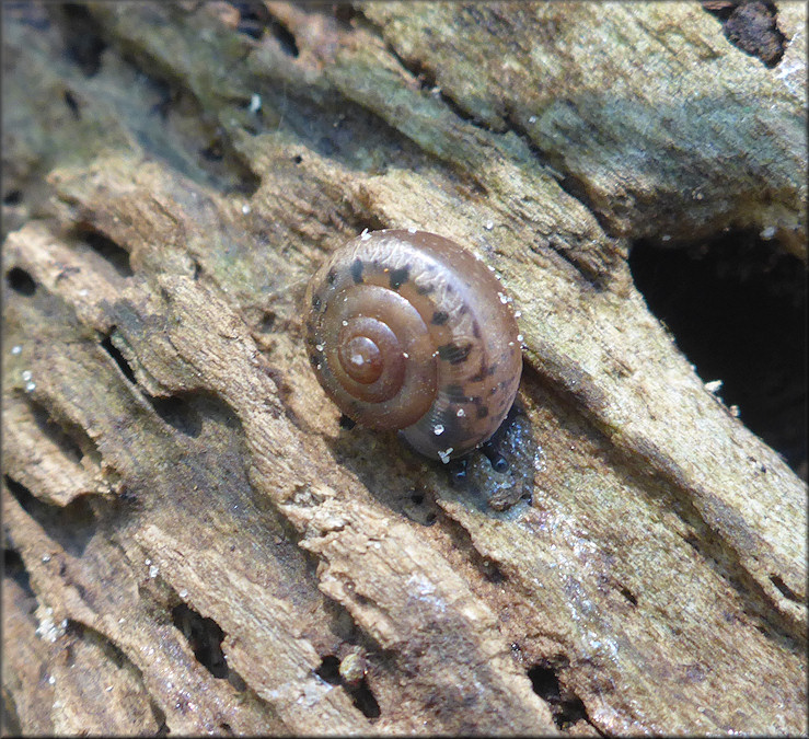 Daedalochila auriculata From Bass Haven Lane Station One - Juvenile In Situ