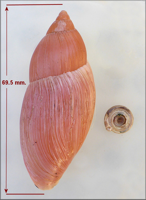Euglandina rosea (Frussac, 1821) Predation On Polygyra septemvolva Say, 1818