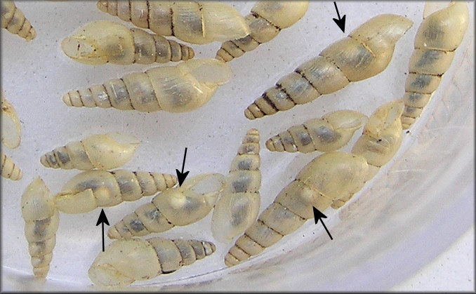 Allopeas gracile (Hutton, 1834) Graceful Awlsnail Eggs 