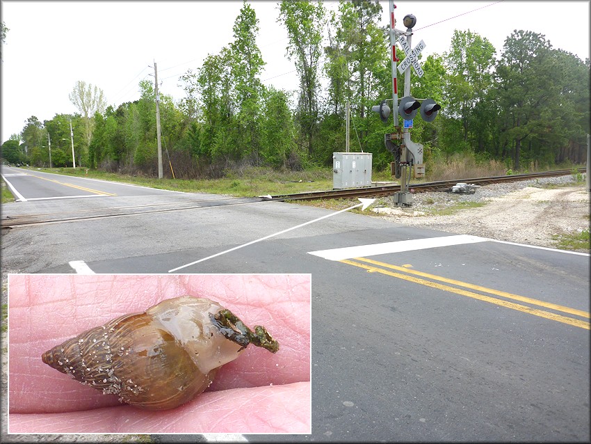 Bulimulus sporadicus At CSX Transportation Railroad Tracks On Old Kings Road In Dinsmore