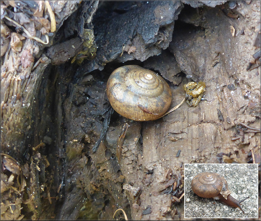 Daedalochila auriculata From Bass Haven Lane Station One - In Situ